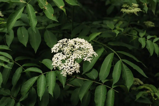 8 Surprising Health Benefits of Elderberry for Active Kids